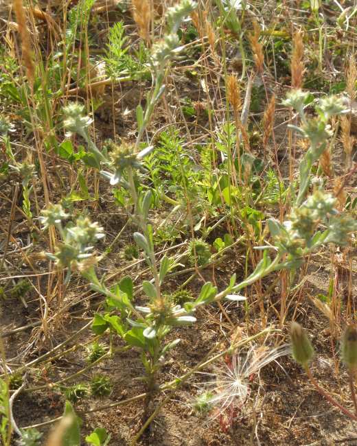 Gnaphalium? (Sicilia) - Filago sp.
